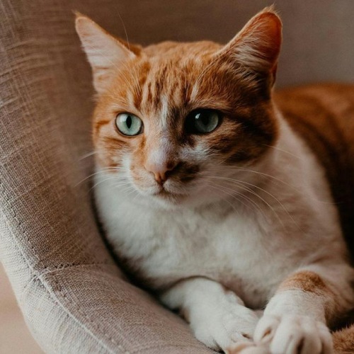 a cat lying on a chair