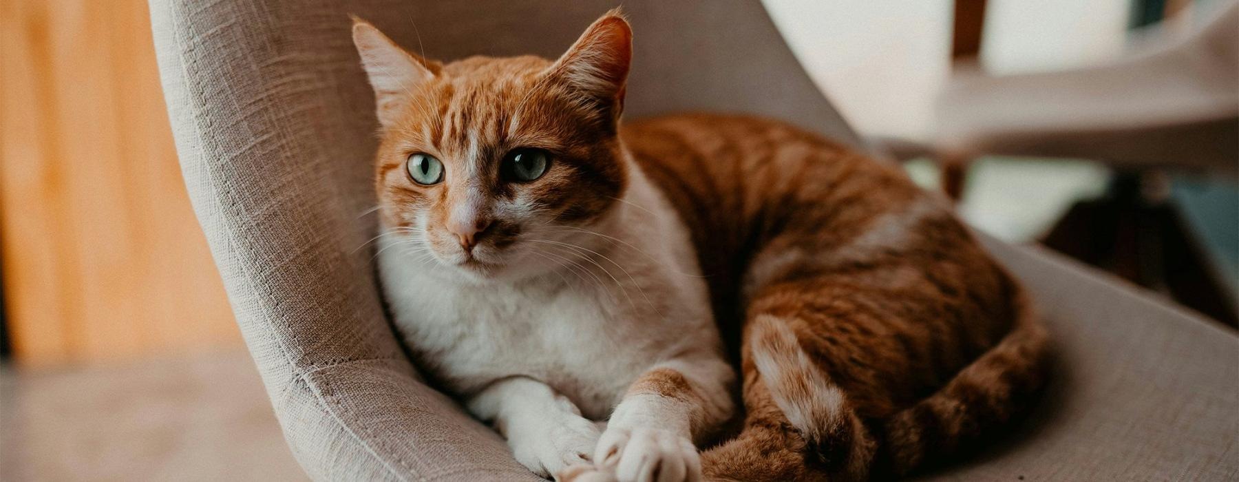 a cat lying on a chair